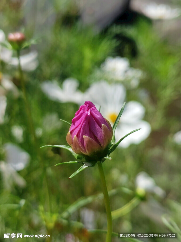 含苞待放的娇艳粉色花朵
