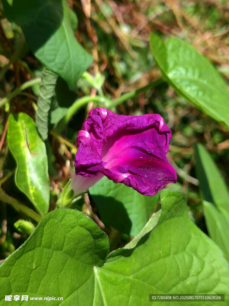 紫色牵牛花特写
