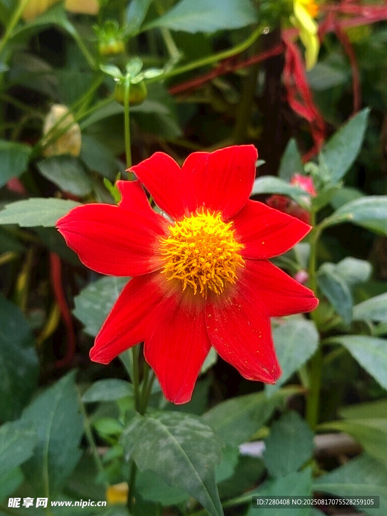 娇艳红花朵绽放绿叶间