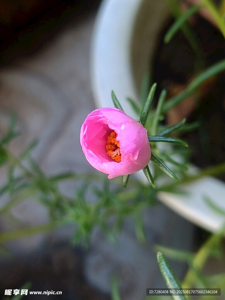 娇艳粉色小花特写