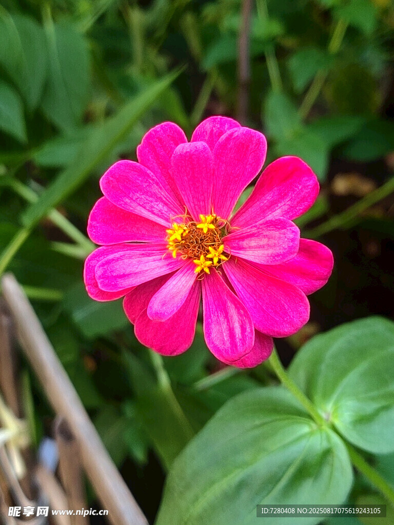 娇艳粉色花朵绽放
