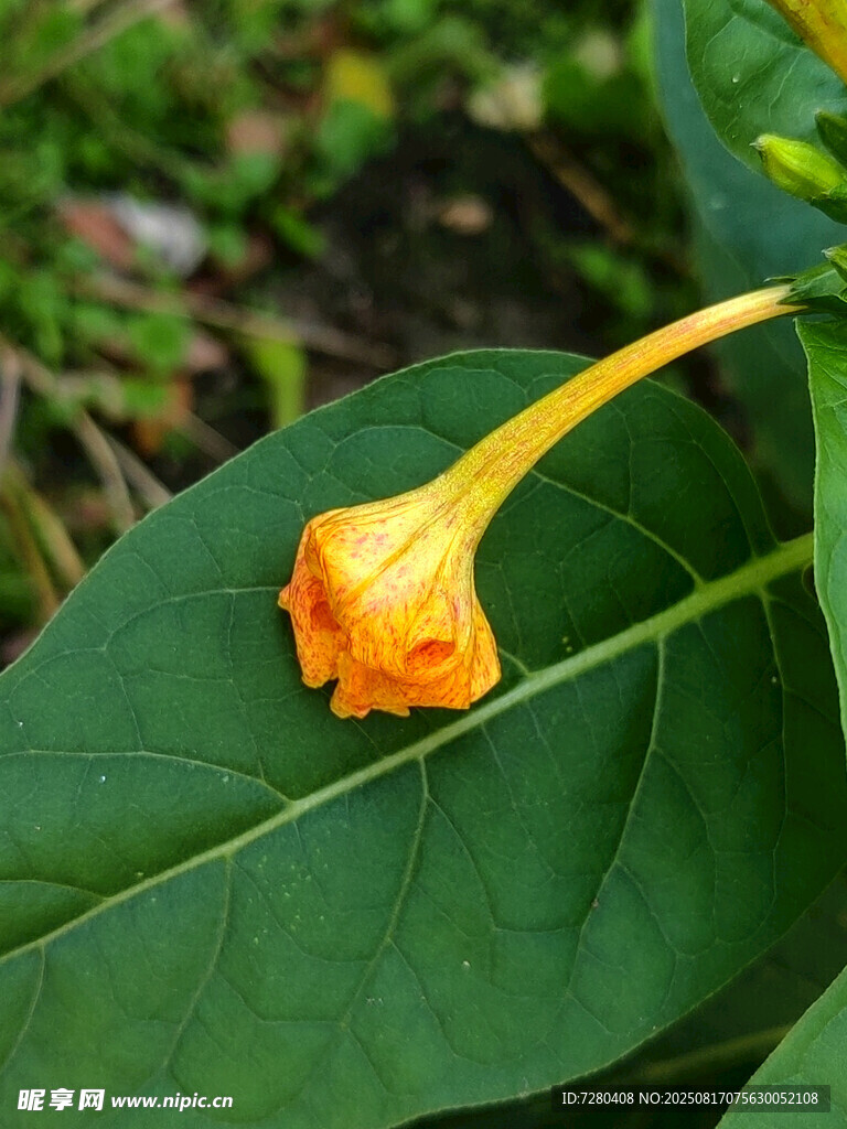 黄色喇叭状花朵与绿叶
