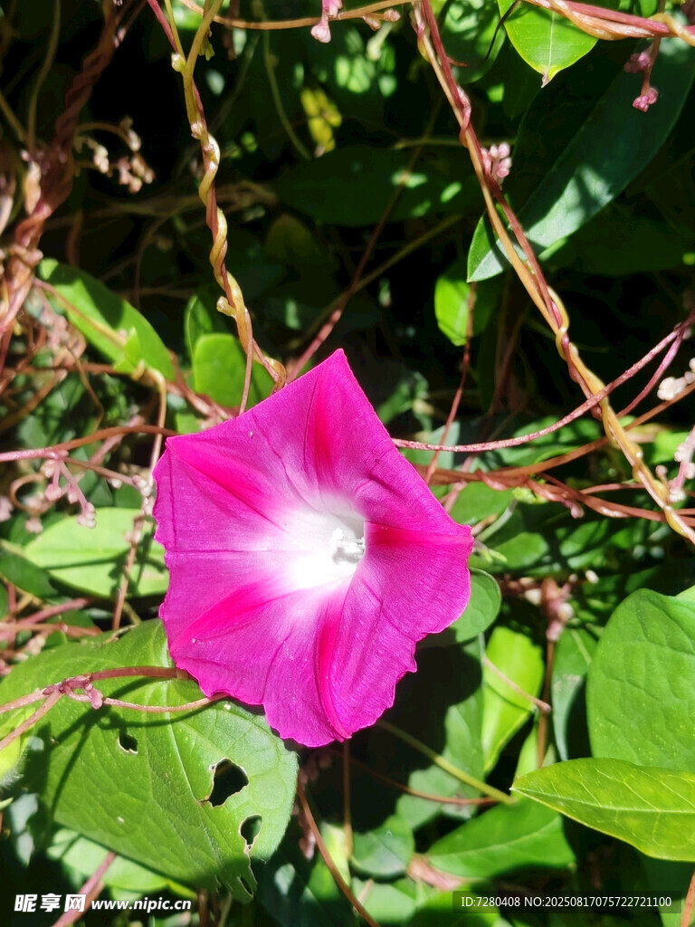 娇艳粉色牵牛花绽放