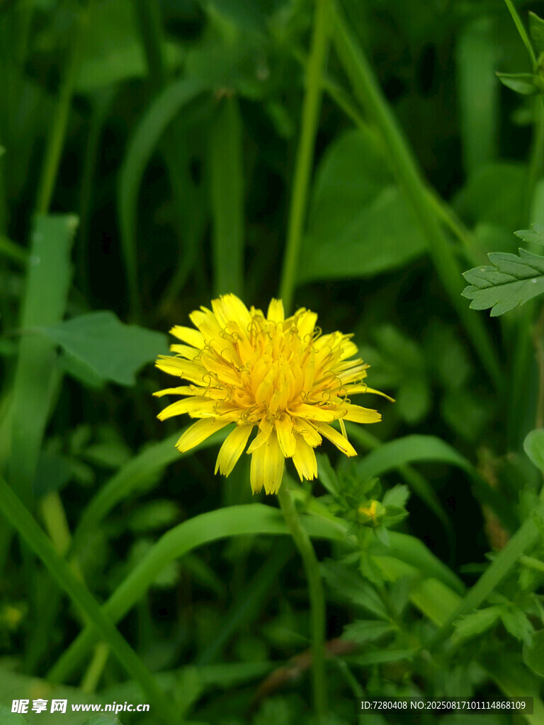 草丛中的黄色蒲公英