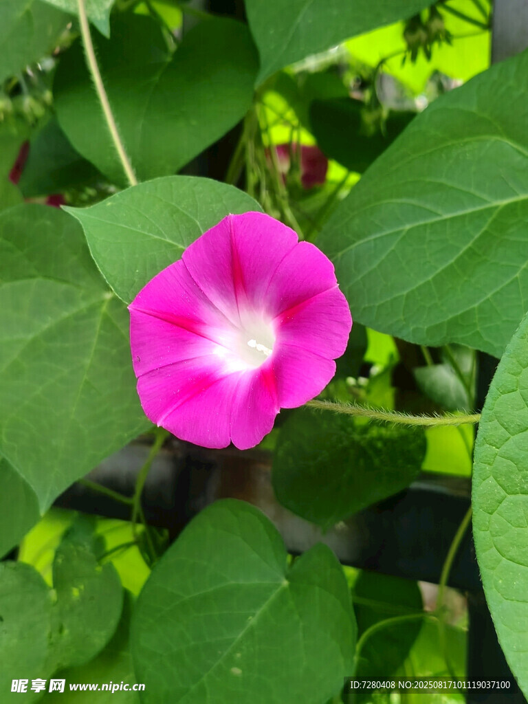 娇艳粉色牵牛花绽放