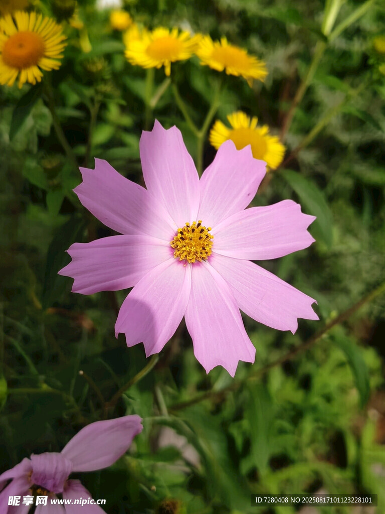 娇艳粉色花朵绽放