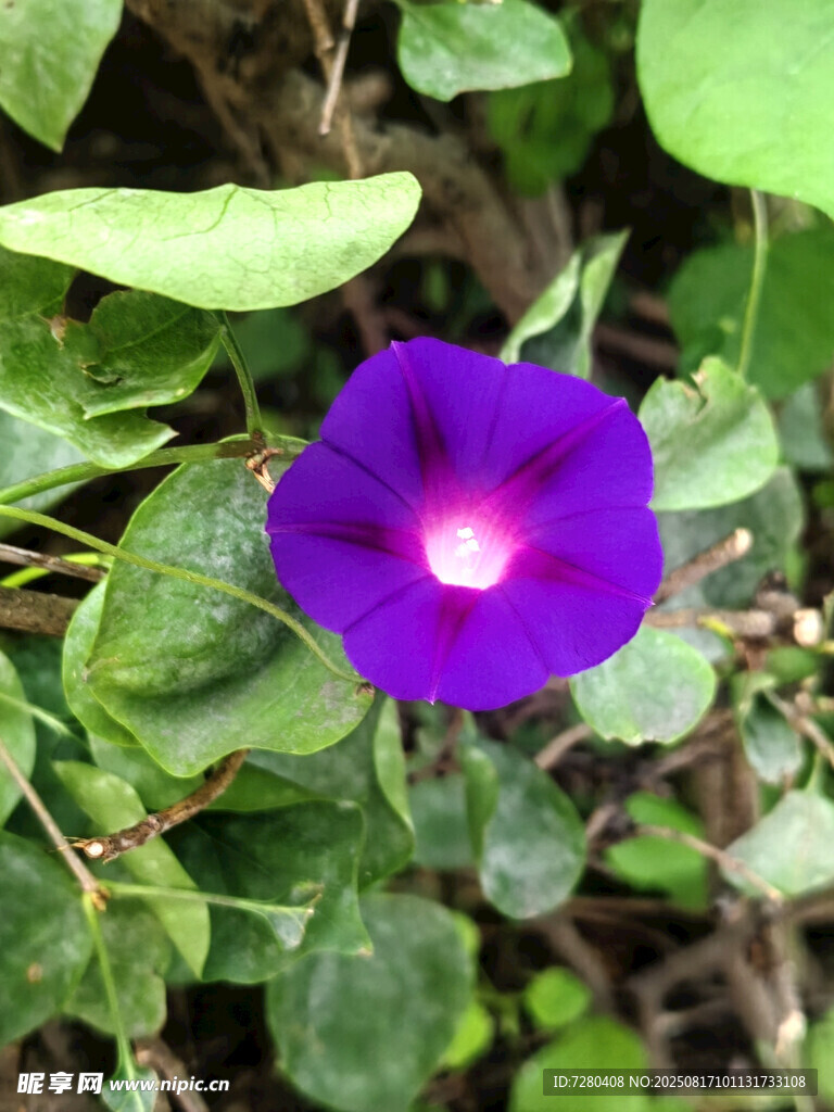 紫色牵牛花绽放绿叶间