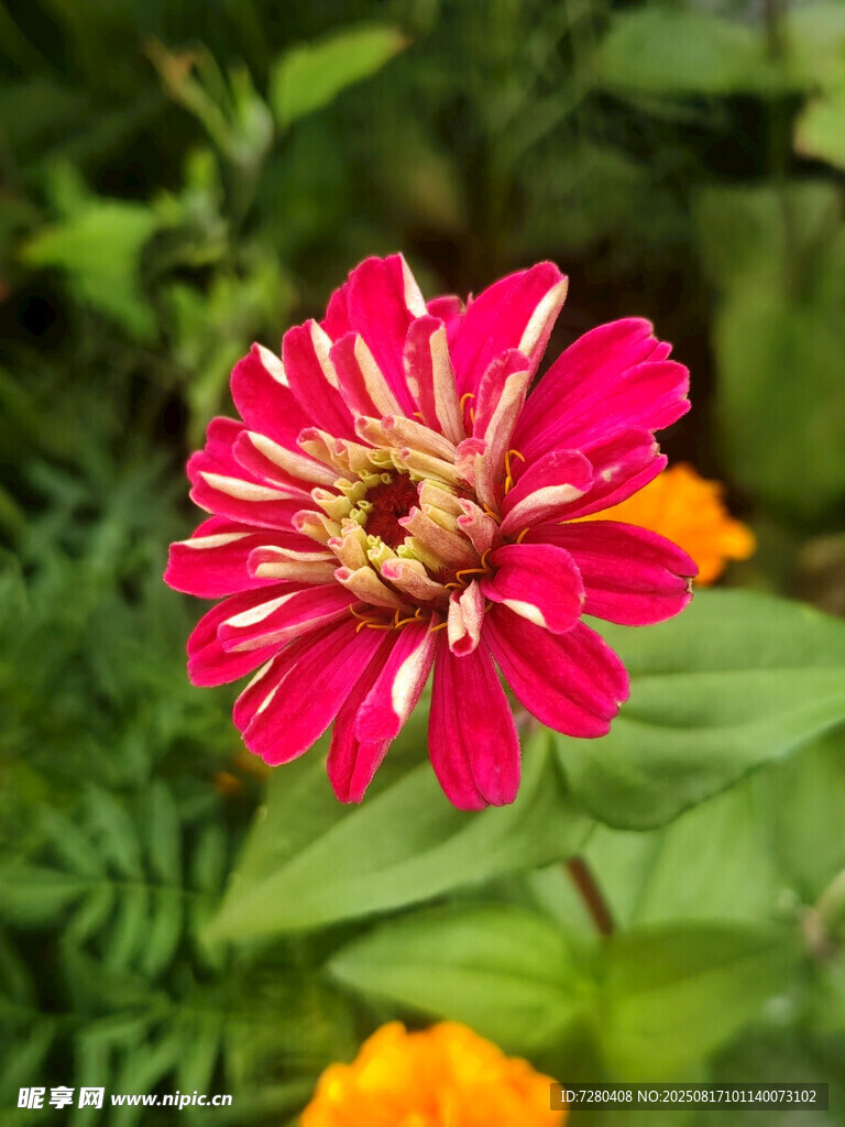 艳丽粉色花朵特写
