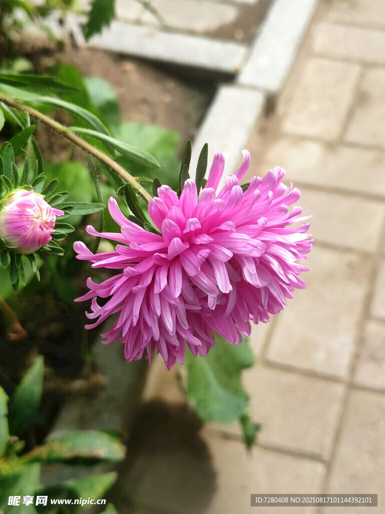 娇艳粉色大丽花绽放