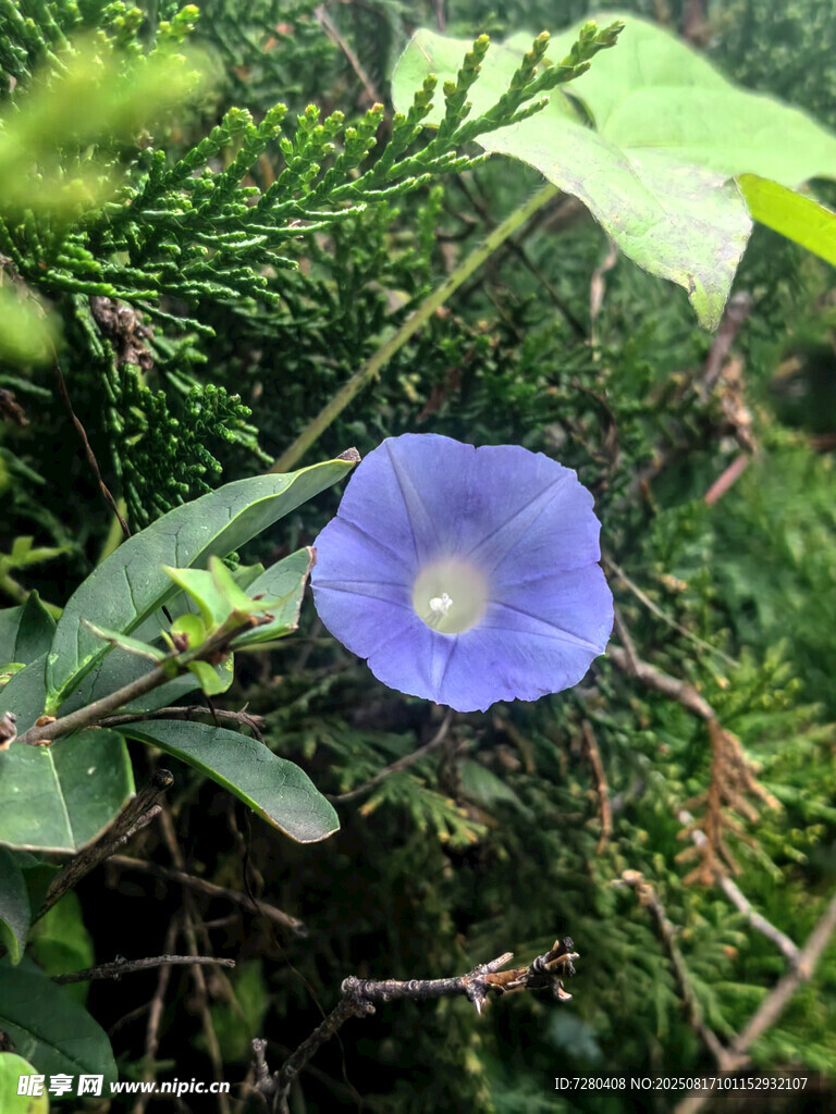 蓝色牵牛花绽放于绿叶间