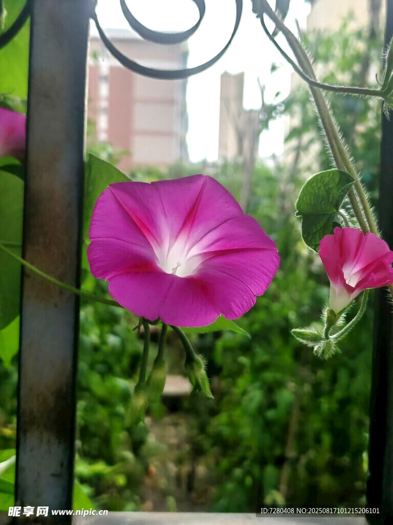 娇艳牵牛花攀于铁艺栏杆