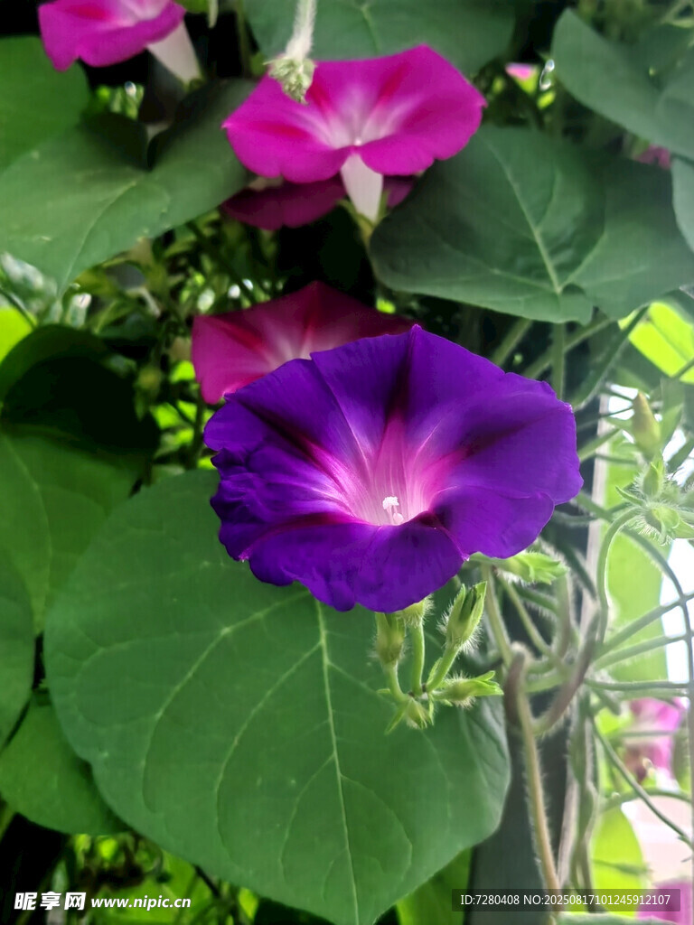 紫色牵牛花绽放绿叶间