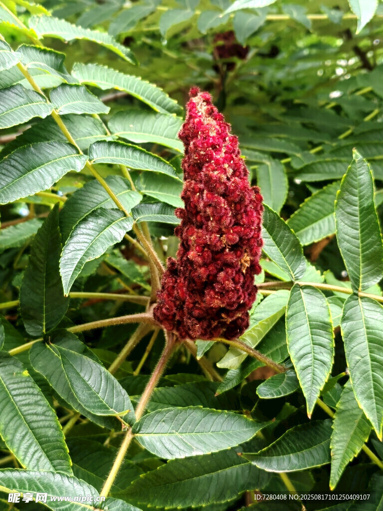 红色火炬状植物绽放绿叶间