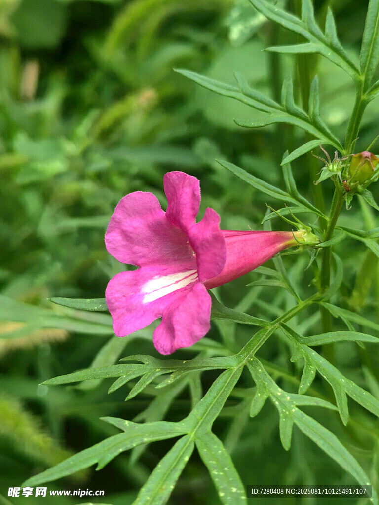 娇艳粉色小花绽放绿叶间