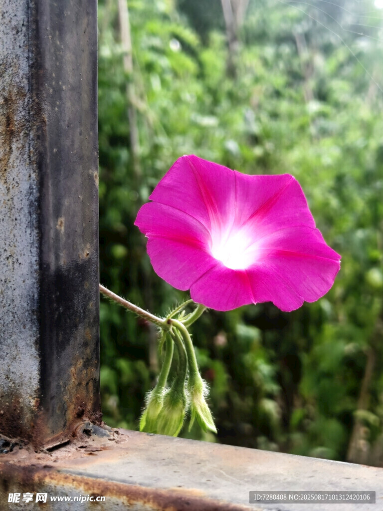 娇艳牵牛花倚于旧栏杆