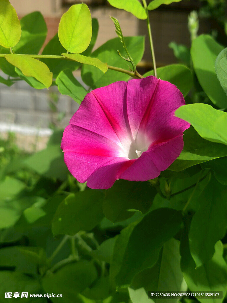 娇艳粉色牵牛花绽放