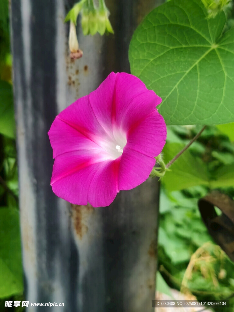 娇艳粉色牵牛花特写