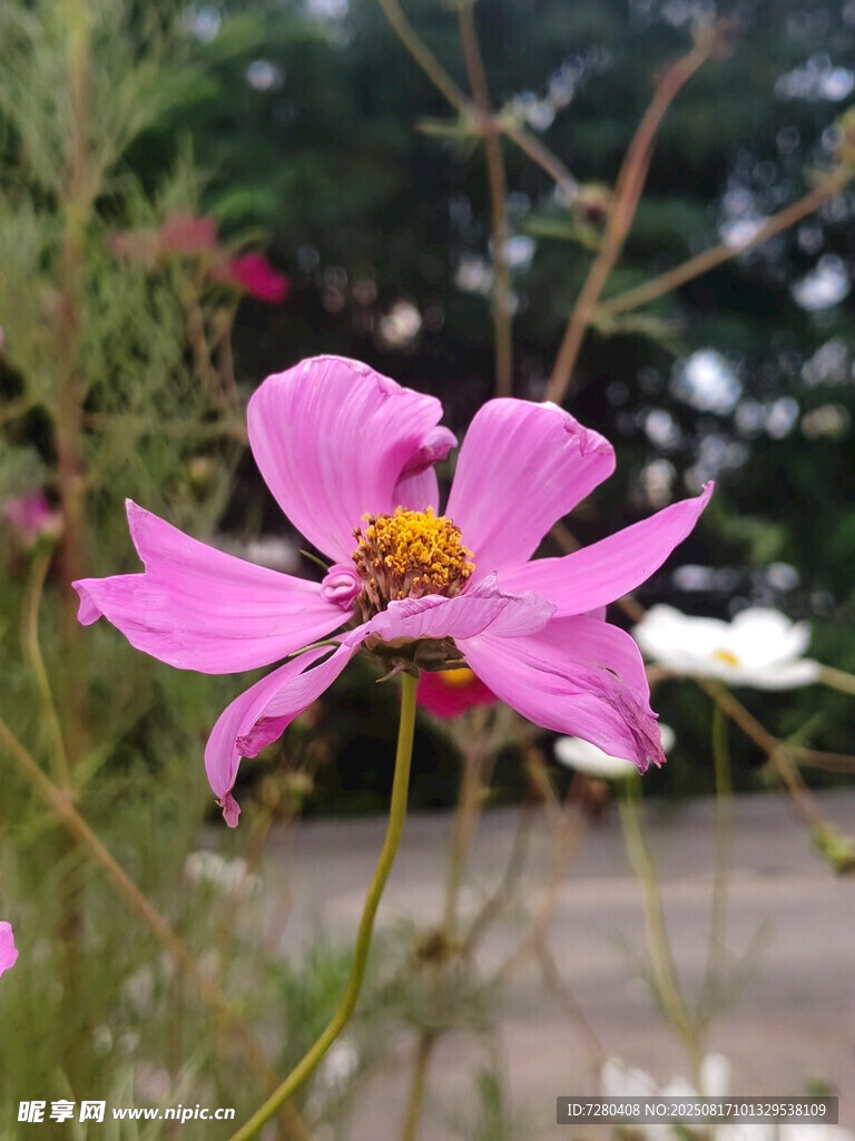 娇艳粉色格桑花绽放