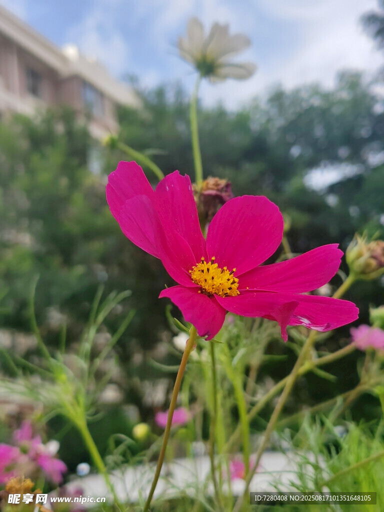 娇艳粉色格桑花绽放