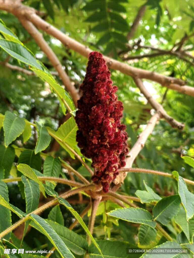 红穗植物特写