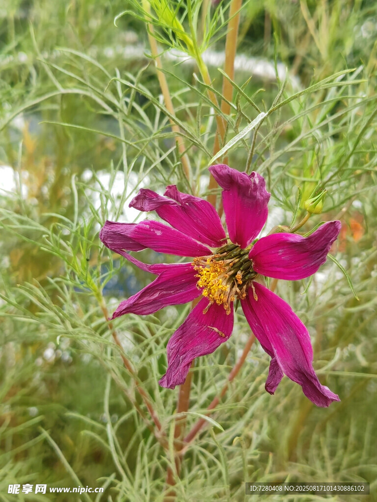 娇艳绽放的紫色花卉