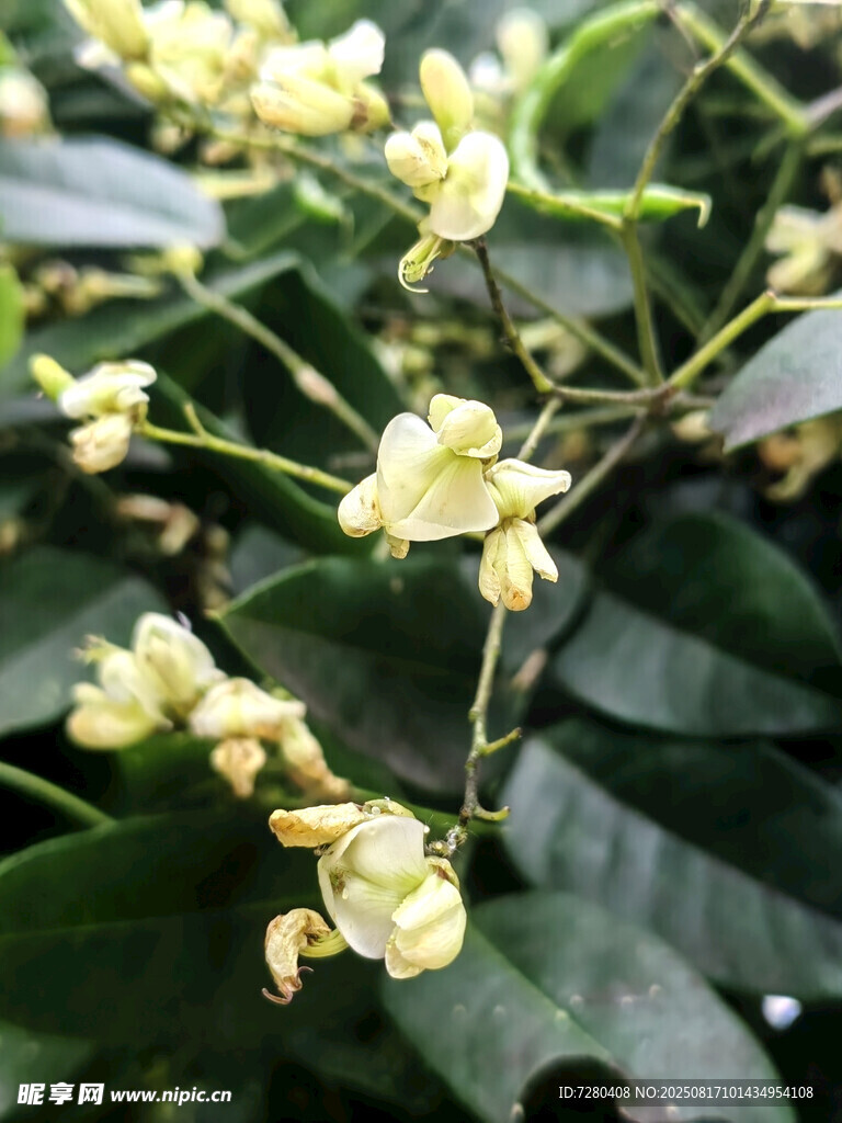 黄色小花绽放绿叶间