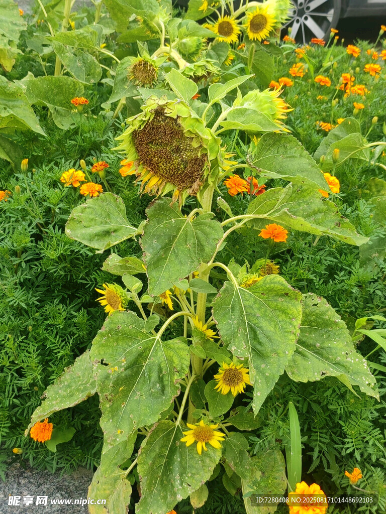 向日葵植株与周边花卉景观