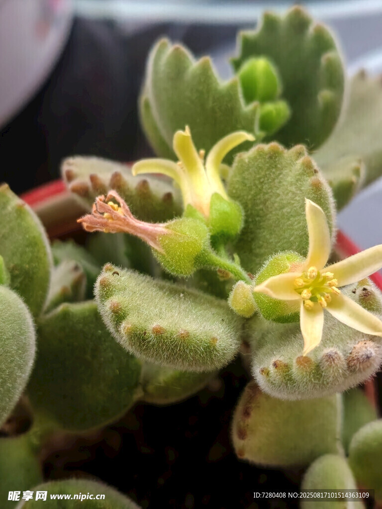 绽放的多肉植物花朵