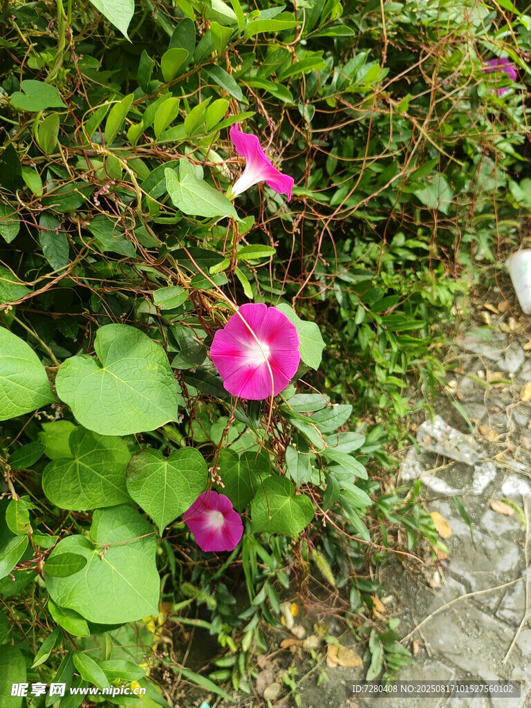 路边绽放的粉色牵牛花