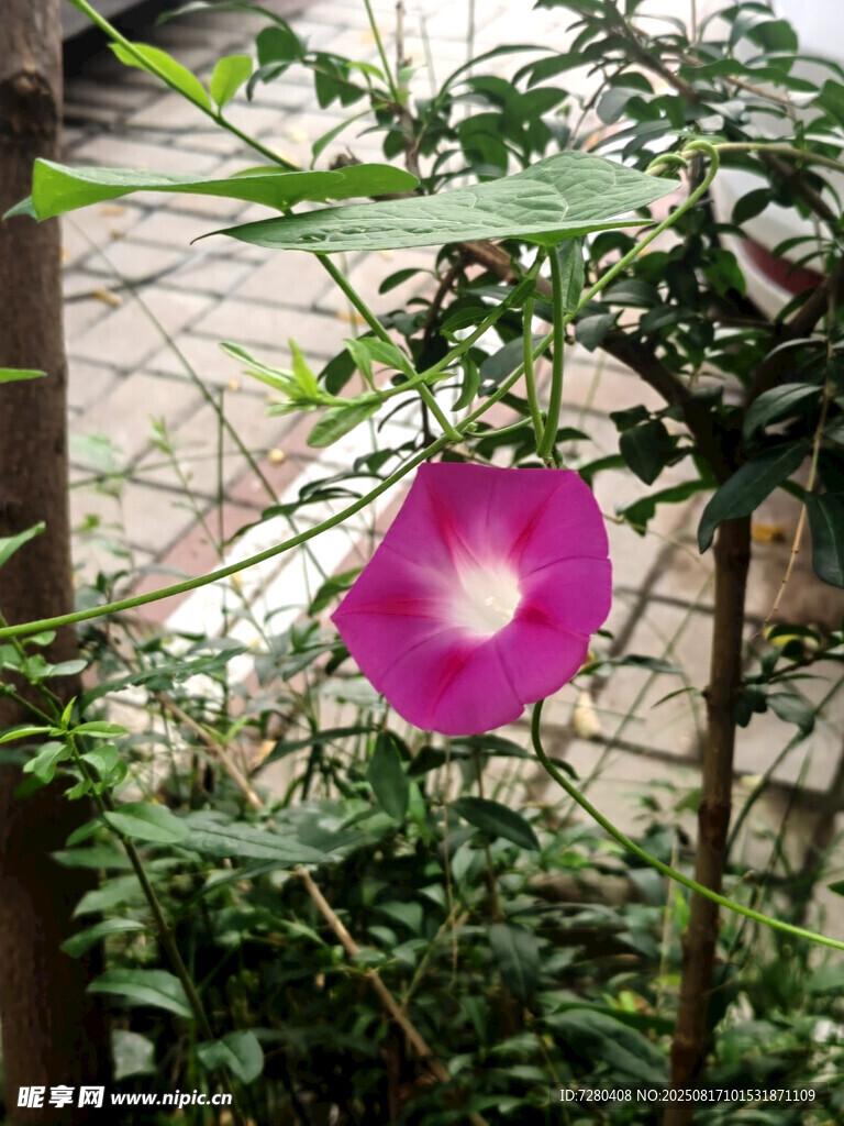 娇艳绽放的紫色牵牛花