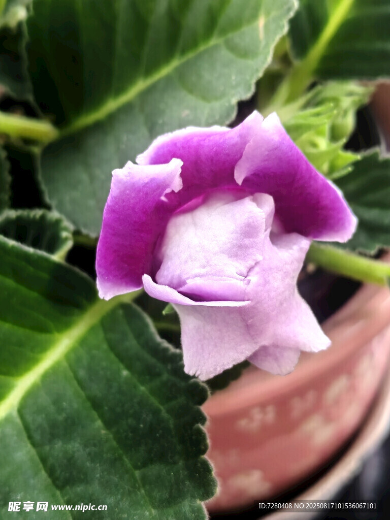 紫色盆栽花卉特写