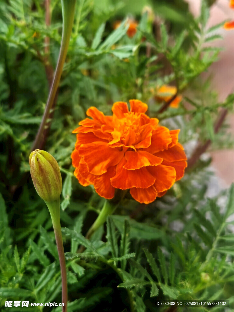 鲜艳橙色万寿菊绽放