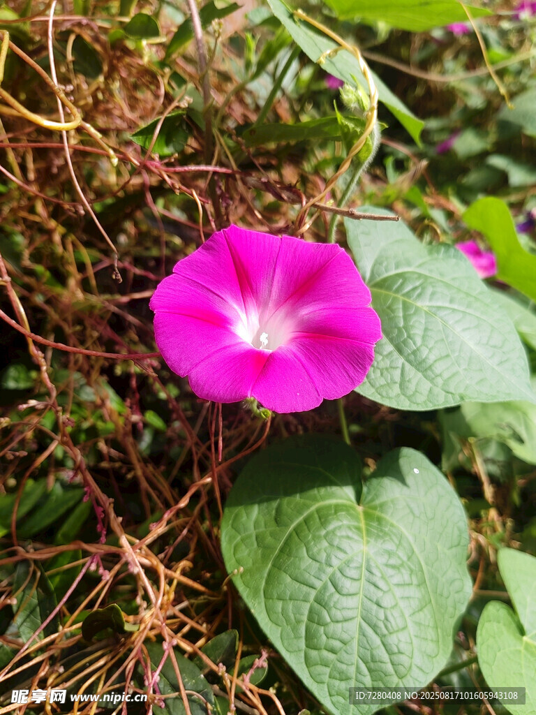 娇艳粉色牵牛花绽放