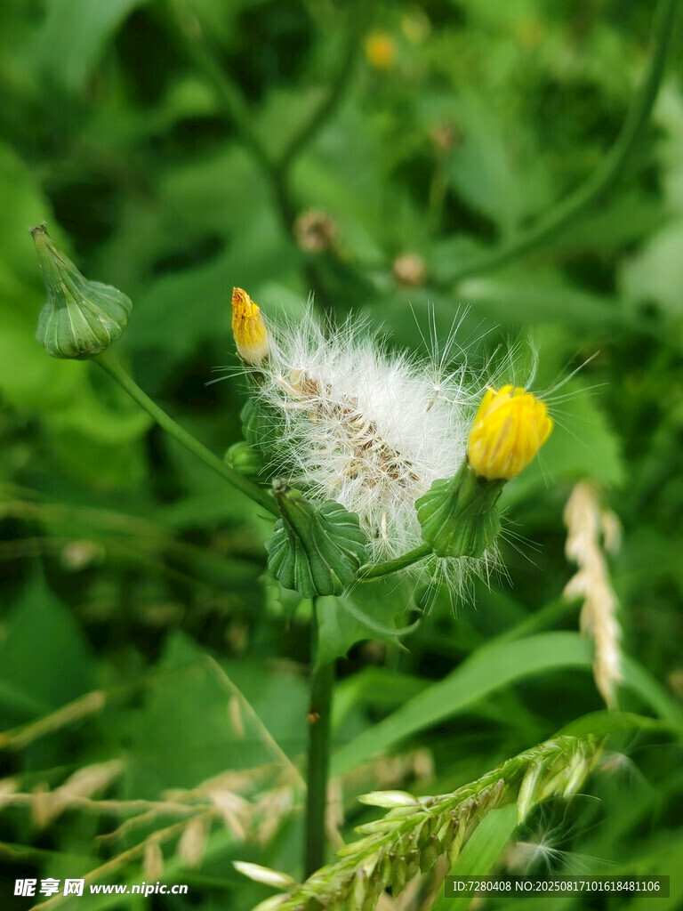 草丛中的蒲公英与小黄花