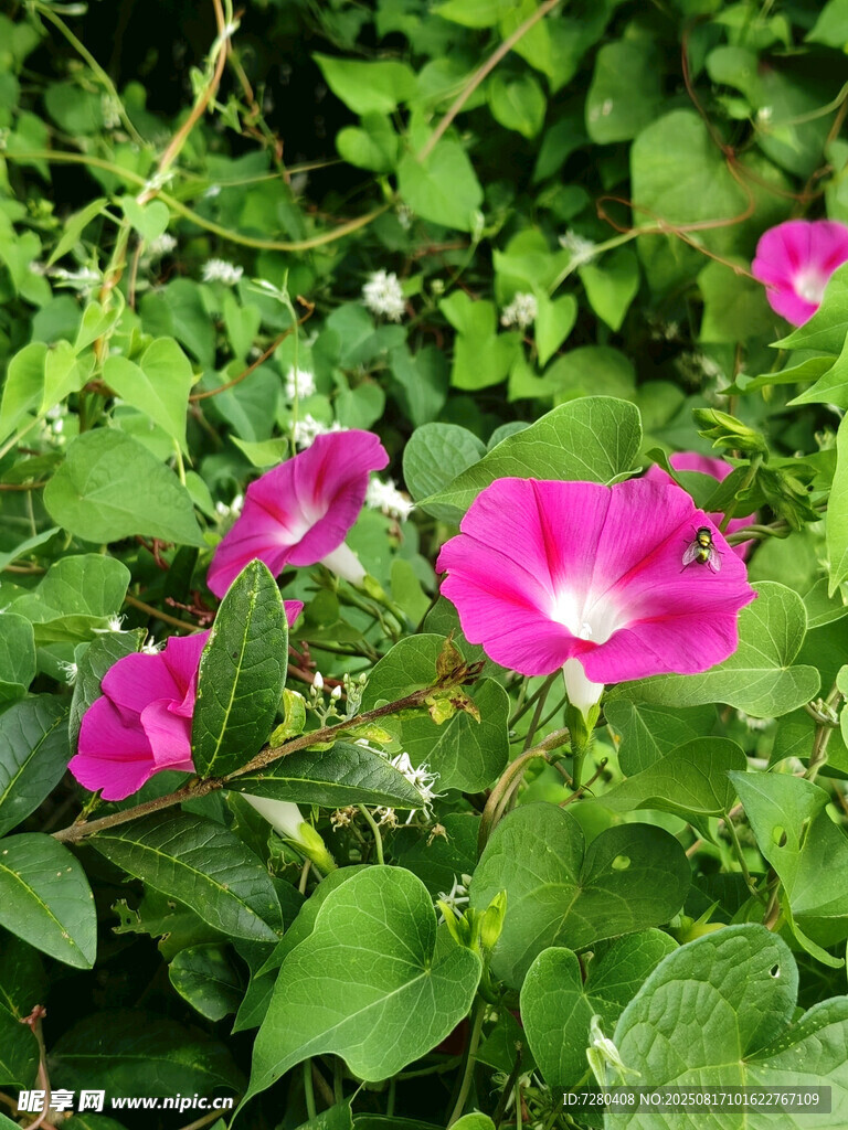 娇艳粉色牵牛花绽放