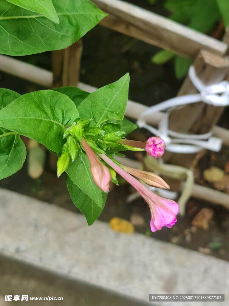绿叶间绽放的娇艳牵牛花