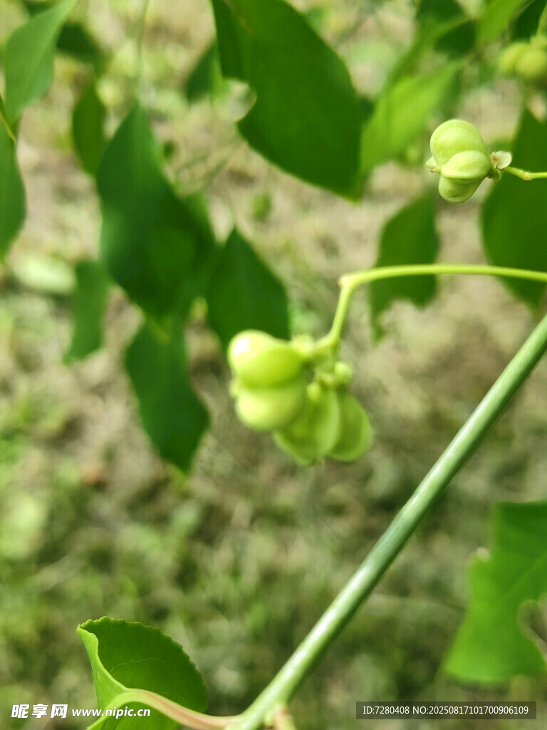 绿色藤蔓上的未成熟果实