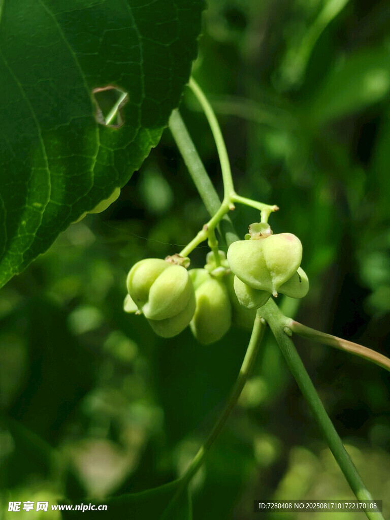 枝头嫩绿的未成熟果实