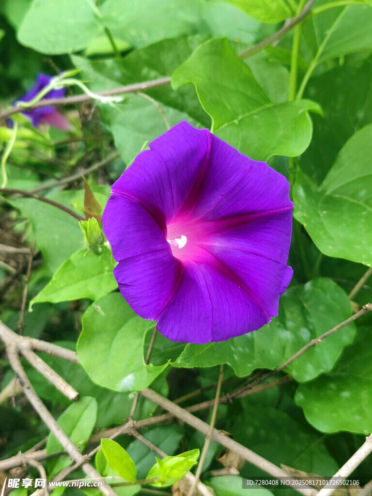 紫色牵牛花绽放绿叶间