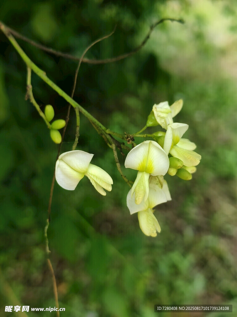 白色小花绽放于枝头