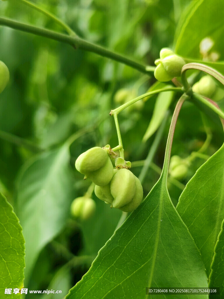 嫩绿枝叶间的青果