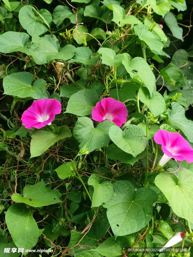绿叶丛中的娇艳牵牛花