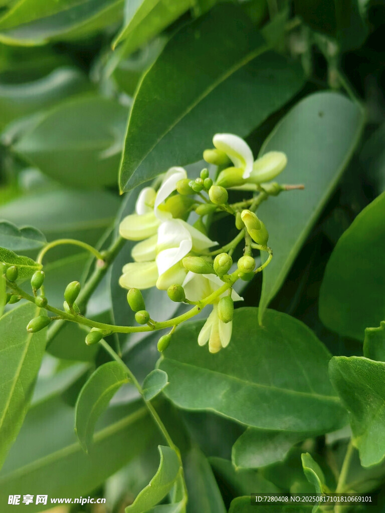 绿叶间的小巧黄色花朵