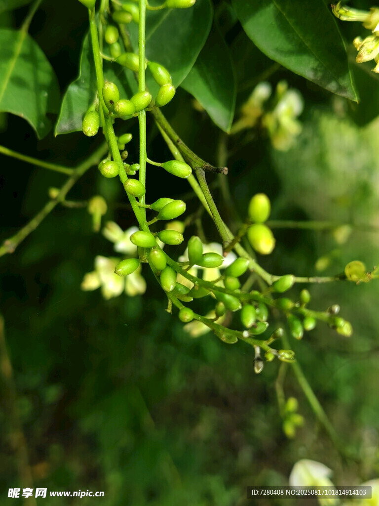 翠绿藤蔓上的清新小花