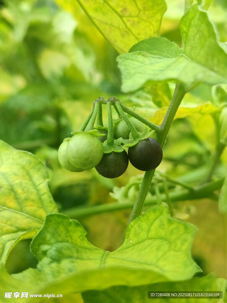 藤蔓上的青涩小番茄