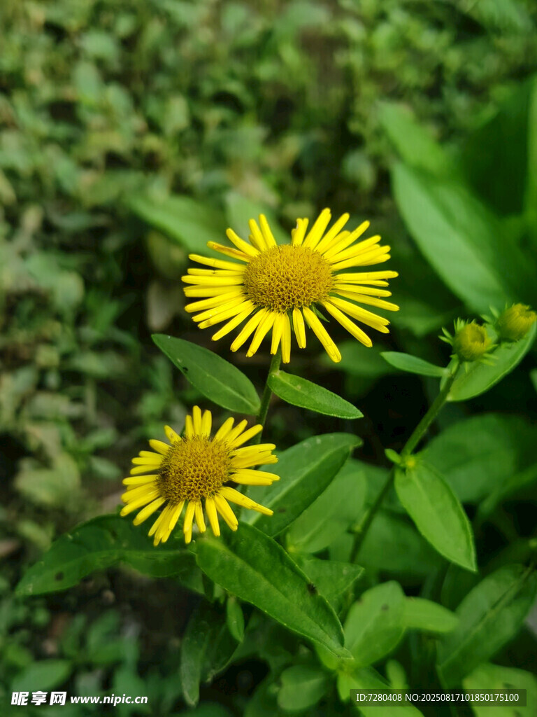 两朵绽放的黄色小花