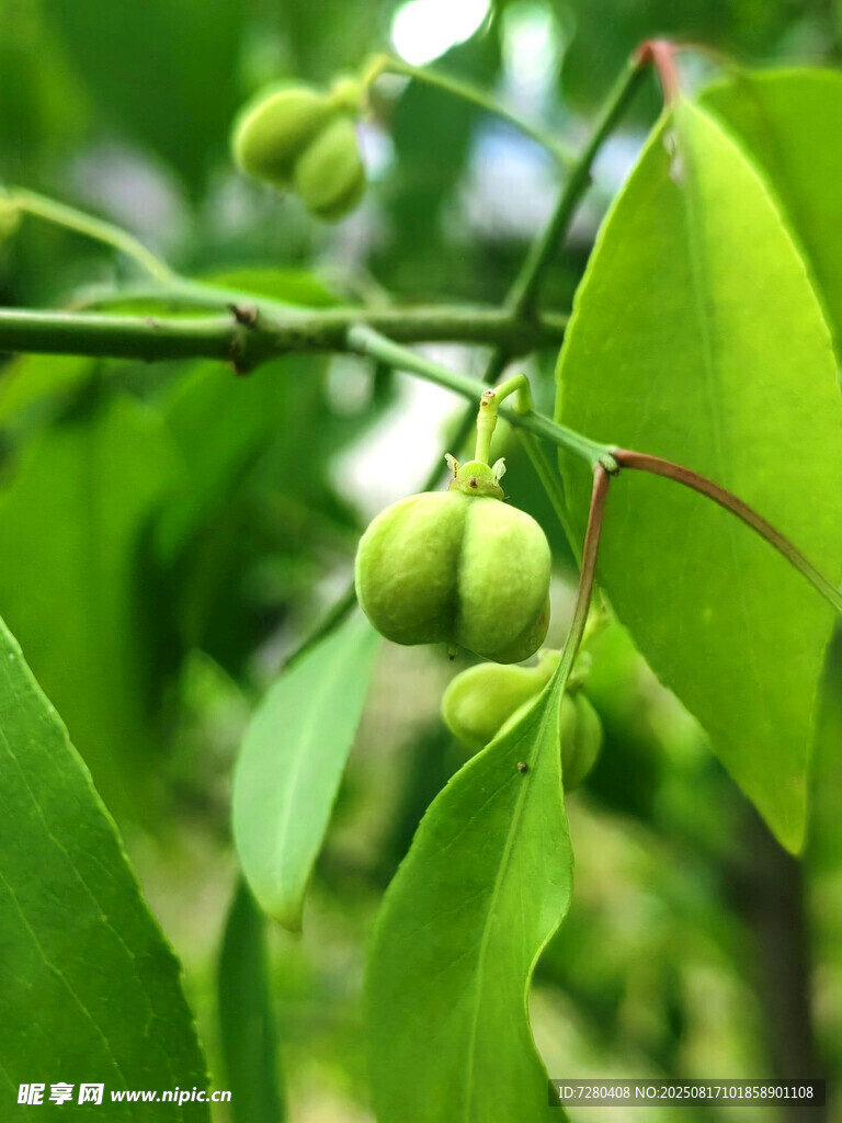 枝头青果绿叶生机盎然