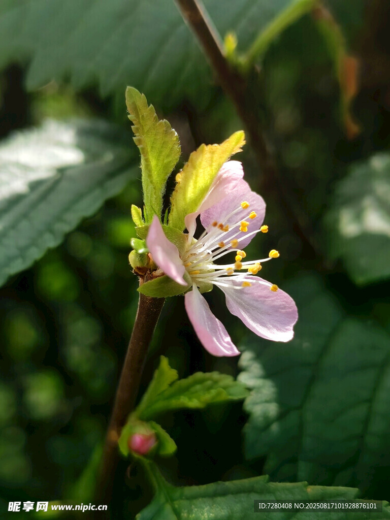 粉色绽放的娇嫩花朵
