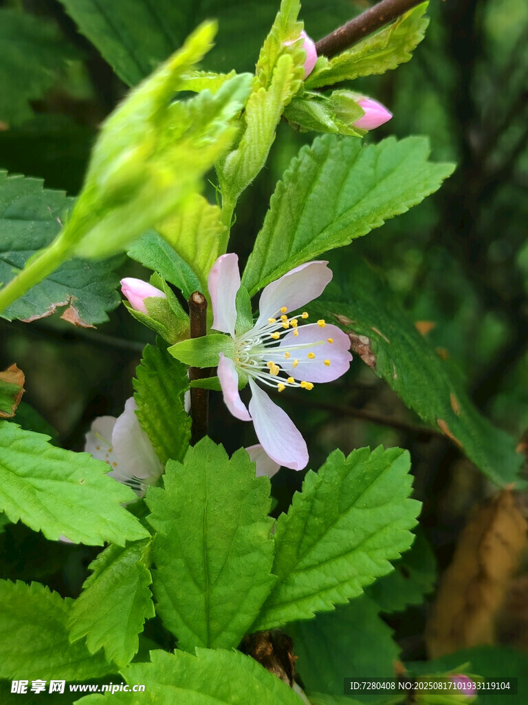 清新绿色植物中的娇艳小花