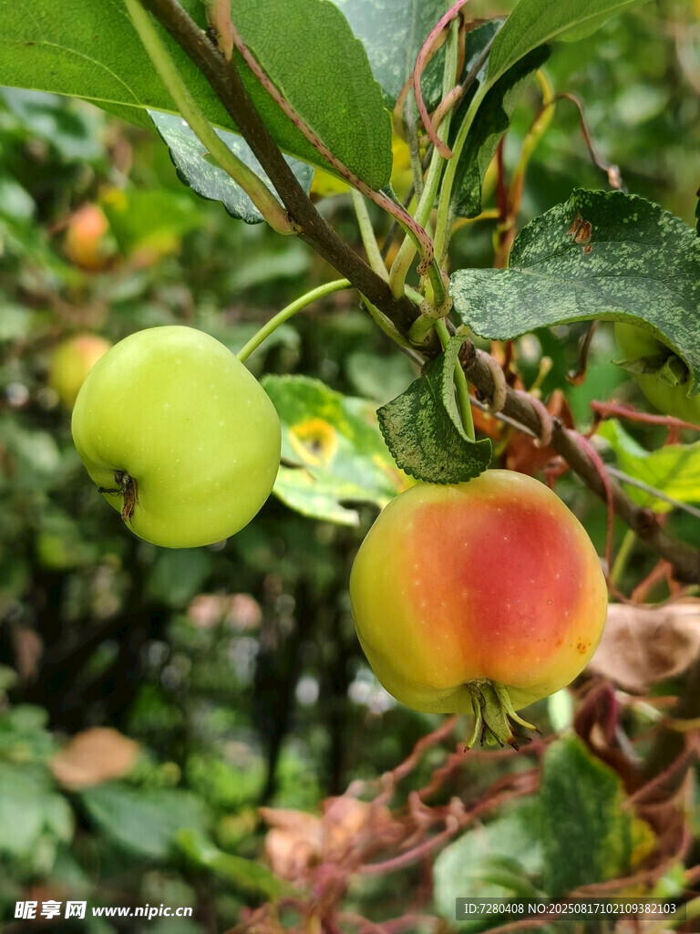 枝头鲜嫩苹果